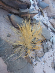 Aristida adscensionis