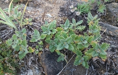 Dracocephalum pinnatum