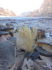 Aristida adscensionis