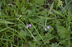 Erodium cicutarium