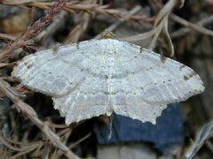 Macaria aequiferaria