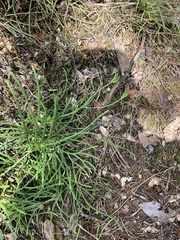 Diphasiastrum thyoides