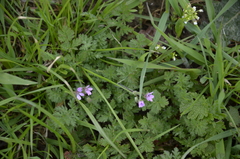 Erodium cicutarium