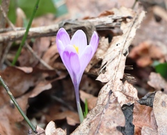 Crocus heuffelianus