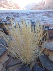 Aristida adscensionis