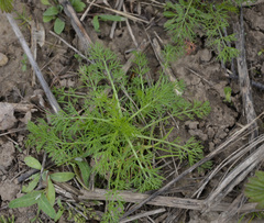 Tripleurospermum inodorum