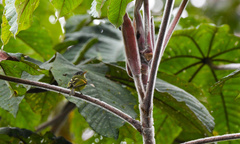 Pogonotriccus poecilotis