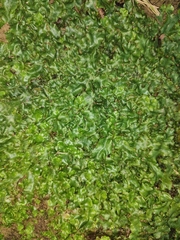 Conocephalum conicum