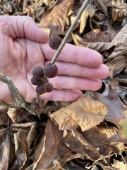 Disholcaspis globosa