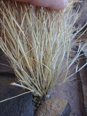 Aristida adscensionis