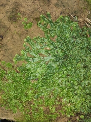 Conocephalum conicum