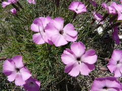 Dianthus