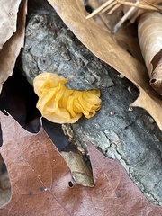 Tremella