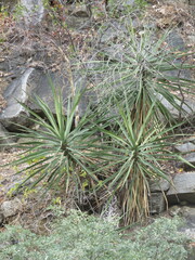 Yucca capensis