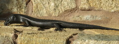 Egernia kingii