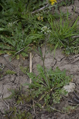 Capsella bursa-pastoris