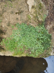 Conocephalum conicum