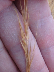 Aristida adscensionis