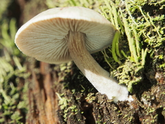 Neolentinus adhaerens