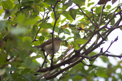 Phylloscopus canariensis