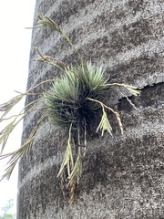 Tillandsia loliacea