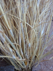 Aristida adscensionis