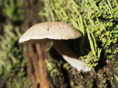 Neolentinus adhaerens