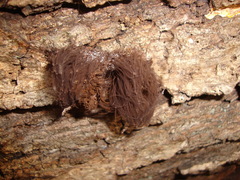 Stemonitis axifera