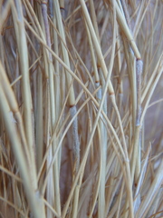 Aristida adscensionis