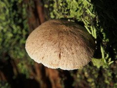 Neolentinus adhaerens