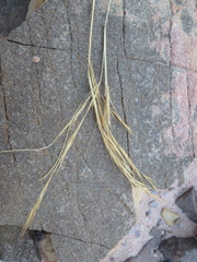 Aristida adscensionis