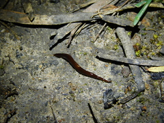 Geoplanidae