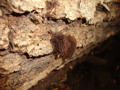 Stemonitis axifera