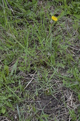 Taraxacum officinale