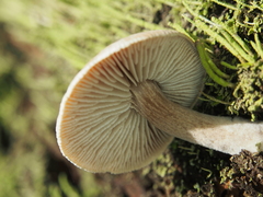 Neolentinus adhaerens