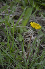 Taraxacum officinale