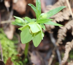 Helleborus dumetorum