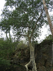 Ficus petiolaris palmeri