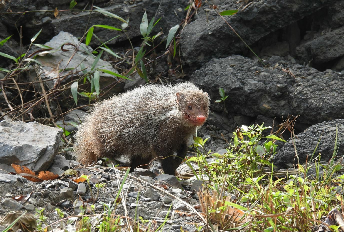 Herpestes urva (Hodgson, 1836)