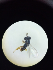 Dirhicnus ramealis