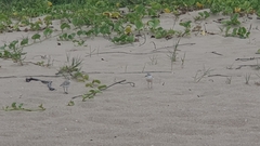 Charadrius marginatus