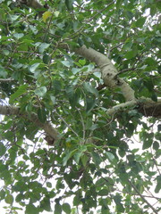 Ficus petiolaris palmeri