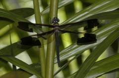 Tetracanthagyna plagiata