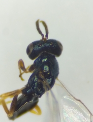 Dirhicnus ramealis