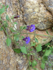 Stemodia pusilla