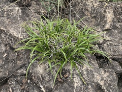 Xerophyta adendorffii