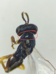 Dirhicnus ramealis