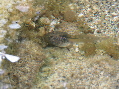 Pseudacris hypochondriaca