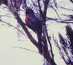 Apaloderma vittatum