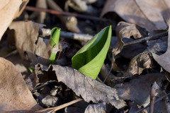 Arum cylindraceum